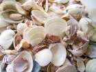 Shells Gathered on Beaches of Sanibel Island-Florida-USA Art Print